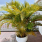 15 PARLOR PALM Neanthe Bella Palm Chamaedorea Elegans Tree Houseplant Seeds