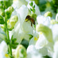 250 WHITE SNOWFLAKE SNAPDRAGON Antirrhinum Majus Flower Seeds