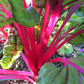 40 PINK LIPSTICK SWISS CHARD Vegetable Seeds Perpetual Spinach Beta Vulgaris Seeds