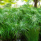 50 UMBRELLA PALM TREE Cyperus Involucratus Papayrus Sedge Seeds