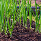 500 SOUTHPORT White Globe BUNCHING ONION Allium Cepa Vegetable Seeds