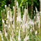1000 CULVERS ROOT (Black Root) Veronicastrum Virginicum Flower Seeds