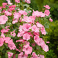200 ROSE MALLOW MIX (Bush Mallow) Hibiscus Lavatera Trimestris Flower Seeds