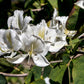 10 WHITE ORCHID TREE Bauhinia Alba syn Variegata Candida Hawaiian Mountain Ebony Camel's Foot Butterfly Flower Tree Hummingbird Seed