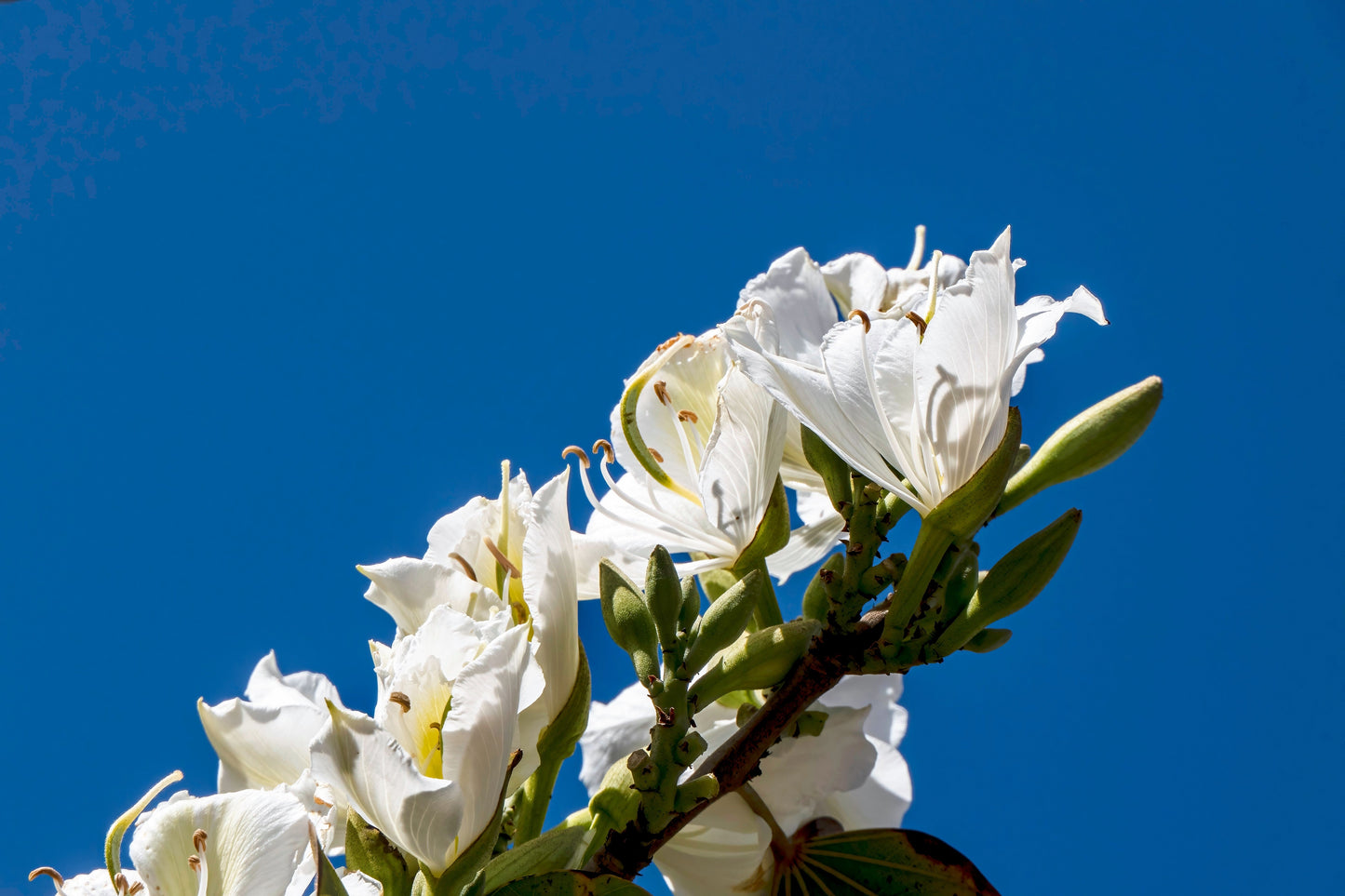10 WHITE ORCHID TREE Bauhinia Alba syn Variegata Candida Hawaiian Mountain Ebony Camel's Foot Butterfly Flower Tree Hummingbird Seed