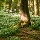 10 RAMSONS / WILD Bear GARLIC Allium Ursinum Vegetable Herb White Flower Seeds