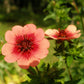 50 NEPAL CINQUEFOIL / POTENTILLA Nepalensis Pink Red Flower Seeds