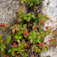 50 Red Indian TUTTIFRUTTI STRAWBERRY Duchesnea Indica Flower Berry Fruit Seed