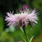 25 AMERICAN ROSE (Centaurea Aloha / American Starflower / American Basket Flower / America Starthistle) Centaurea Americana Flower Seeds