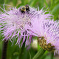 25 AMERICAN ROSE (Centaurea Aloha / American Starflower / American Basket Flower / America Starthistle) Centaurea Americana Flower Seeds