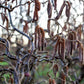 5 EUROPEAN HAZELNUT TREE aka Common Filbert Corylus Avellana Fruit Nut Seeds