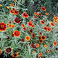 75 Mixed Colors PERSIAN CARPET ZINNIA Zinnia Haageana Flower Seeds