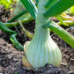 500 Sweet WHITE SPANISH ONION Allium Cepa Vegetable Seeds