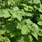 5 TRUE PATCHOULI SHRUB Fragrant Patchouly Pogostemon Cablin Herb Seeds
