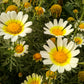 1000 GARLAND CROWN DAISY Chrysanthemum Coronarium Glebionis White Yellow Flower Seeds