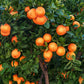 20 TANGERINE Mandrin Orange Citrus Reticulata Fruit Tree Seeds