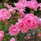 5 PINK ROSE Rosa Bush Shrub Perennial Flower Seeds