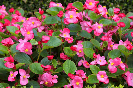 25 Rose PINK WAX BEGONIA Semperflorens Fibrous Shade Flower Seeds