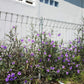 100 Blue Purple FRINGELEAF PETUNIA Wild Ruellia Humilis Perennial Native Flower Seeds