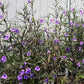 100 Blue Purple FRINGELEAF PETUNIA Wild Ruellia Humilis Perennial Native Flower Seeds