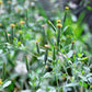 25 PAPALO Yerba Porosa, Summer Cilantro, Bolivian Coriander, Porophyllum Ruderale Culinary Herb Seeds