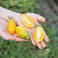40 BANANA LEGS TOMATO Heirloom Yellow Lycopersicon Fruit Vegetable Seeds