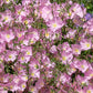 1000 Showy PINK EVENING PRIMROSE (Pink Ladies / Mexican Evening) Oenothera Speciosa Flower Seeds