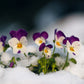100 JOHNNY JUMP UP Violet Viola Tricolor Flower Seeds