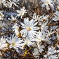 5 STAR MAGNOLIA Stellata TREE Seeds - Fragrant White to Pink Big 4" Wide Flowers