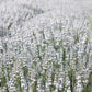 20 WHITE LAVENDER English Lavandula Angustifolia Herb Flower Seeds