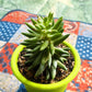 50 ROCK PINE Orostachys Japonica Multicolored Succulent Pink Flower Houseplant Seeds