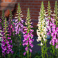 1000 FOXGLOVE EXCELSIOR MIX Digitalis Purpurea Mixed Colors Flower Seeds