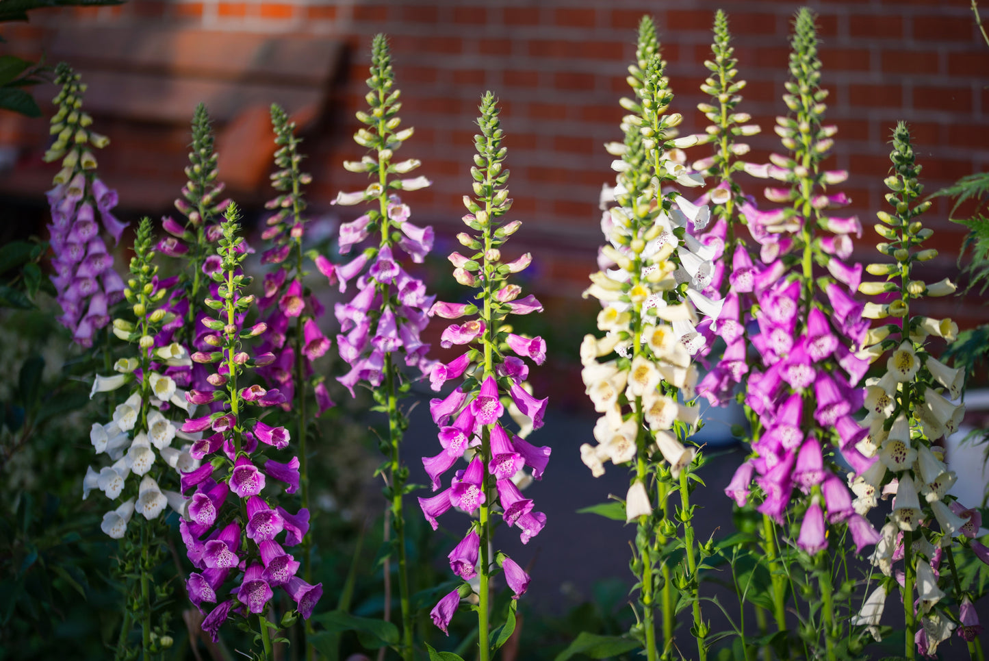 1000 FOXGLOVE EXCELSIOR MIX Digitalis Purpurea Mixed Colors Flower Seeds