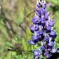100 ARROYO LUPINE (Hollowleaf Lupine / Succulent Lupine) Lupinus Succulentus Flower Seeds