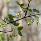 5 AMERICAN BLADDERNUT Tree Staphylea Trifolia Shrub Green Pod White Flower Seeds