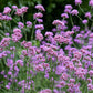 150 BUENOS AIRES VERBENA Brazilian Purple Bonariensis Patagonica Flower Seeds