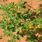 100 COUNTRY MALLOW (Bala / Flannel Weed) Sida Cordifolia Flower Seeds