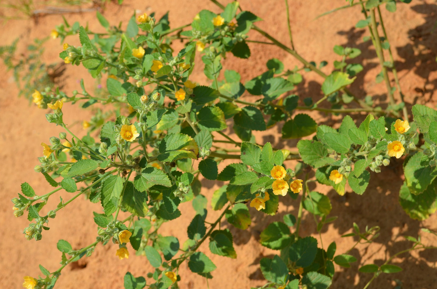 100 COUNTRY MALLOW (Bala / Flannel Weed) Sida Cordifolia Flower Seeds
