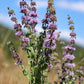 200 PENNYROYAL Mint Mentha Pulegium Herb Purple Flower Seeds