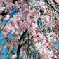 10 WEEPING HIGAN CHERRY Tree Japanese Prunus Subhirtella Pendula Pink Flower Seeds