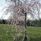 10 WEEPING HIGAN CHERRY Tree Japanese Prunus Subhirtella Pendula Pink Flower Seeds