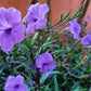 100 Blue Purple FRINGELEAF PETUNIA Wild Ruellia Humilis Perennial Native Flower Seeds