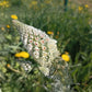 200 WHITE MIGNONETTE Reseda Alba Very FRAGRANT Flower Seeds