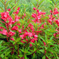 100 IMPATIENS (Balsam / Lady Slipper / Touch Me Not) Impatiens Balsamina Flower Seeds