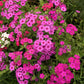 100 BRILLIANT PHLOX Drummondii Two Tone Pink Flower Seeds