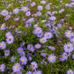 50 Blue RICE BUTTON ASTER Dumosus Flower Seeds