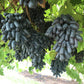 5 BLACK FINGER GRAPE Vitis Viniferia Fruit Vine Seeds