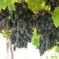 5 BLACK FINGER GRAPE Vitis Viniferia Fruit Vine Seeds