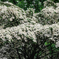 5 Flowering WHITE KOUSA DOGWOOD Cornus Kousa Tree Seeds