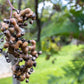 25 JAPANESE RAISIN TREE Edible Fruit Oriental Honey Flowers Hovenia Dulcis Seeds